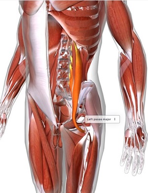 picture of human highlighting the Psoas major muscle