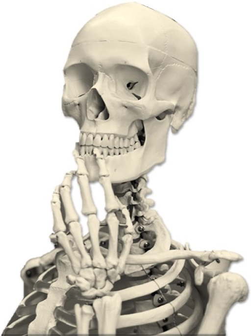 curious skeleton