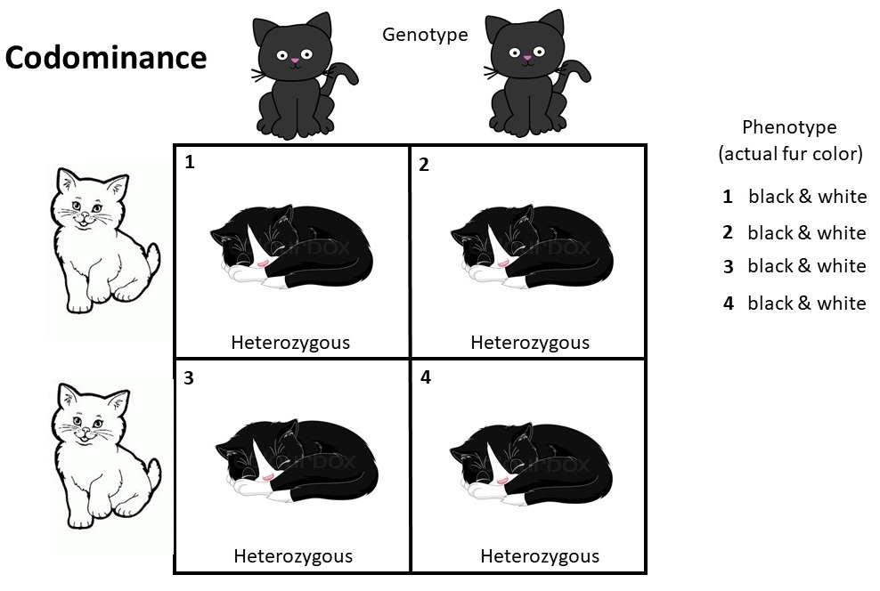 demonstrating complete codominance phenotype and genotype using black and white cats