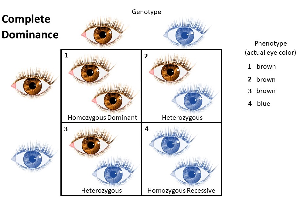 demonstrating complete dominance phenotype and genotype using brown and blue eyes