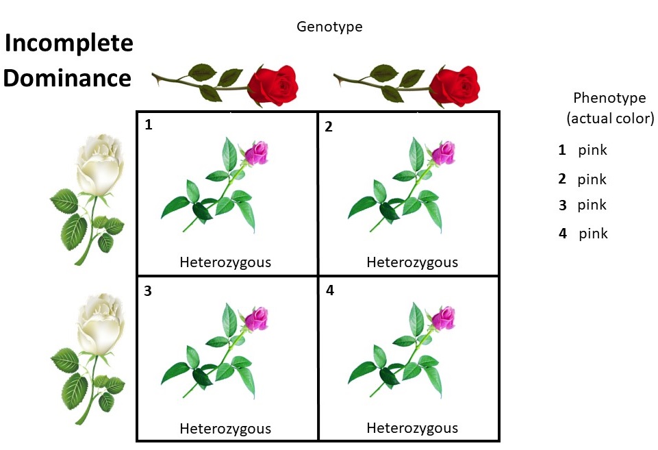 demonstrating incomplete dominance phenotype and genotype using red and white roses